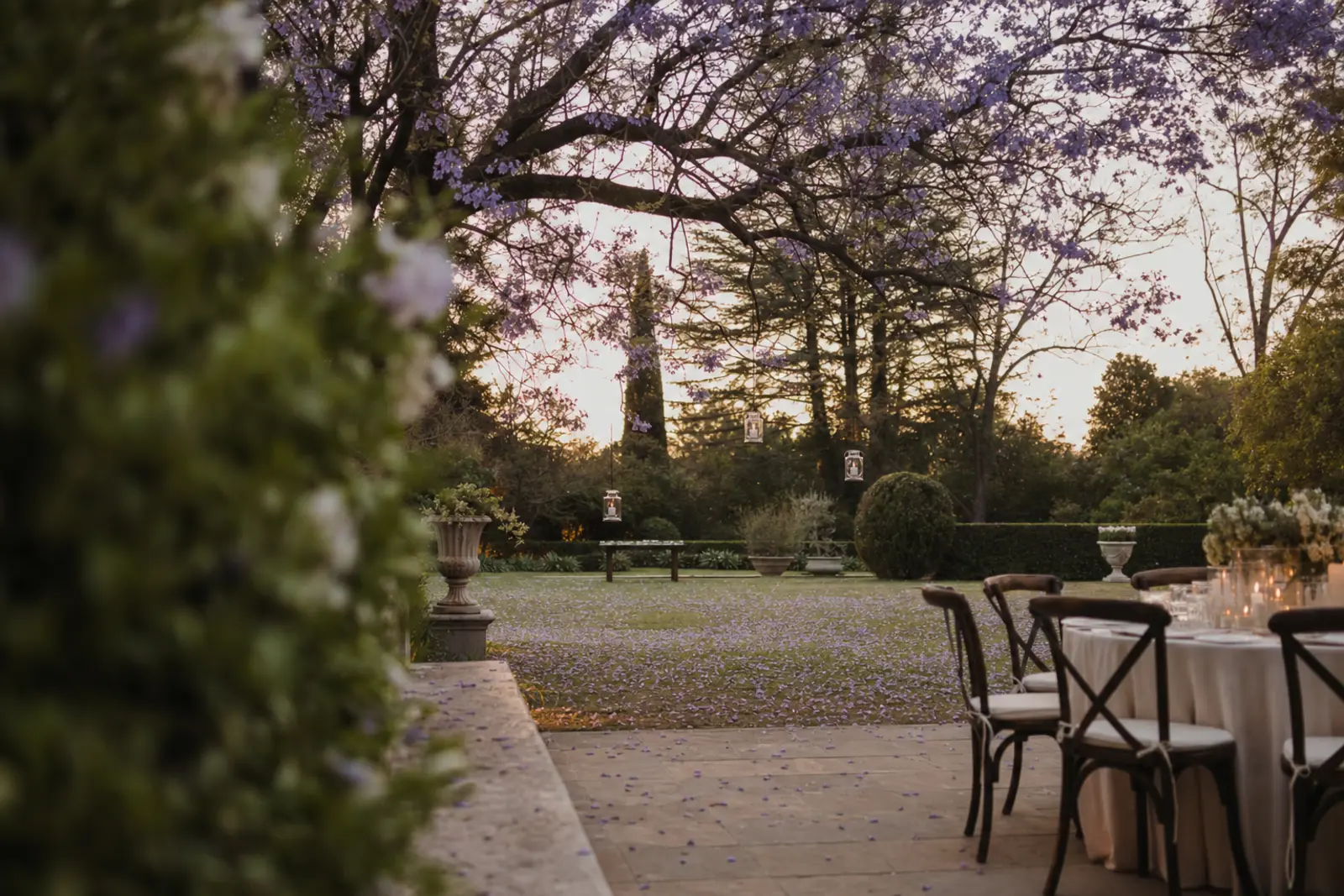 A quiet eastern-suburbs garden in Pretoria dressed for an evening wedding, jacaranda past its peak overhead