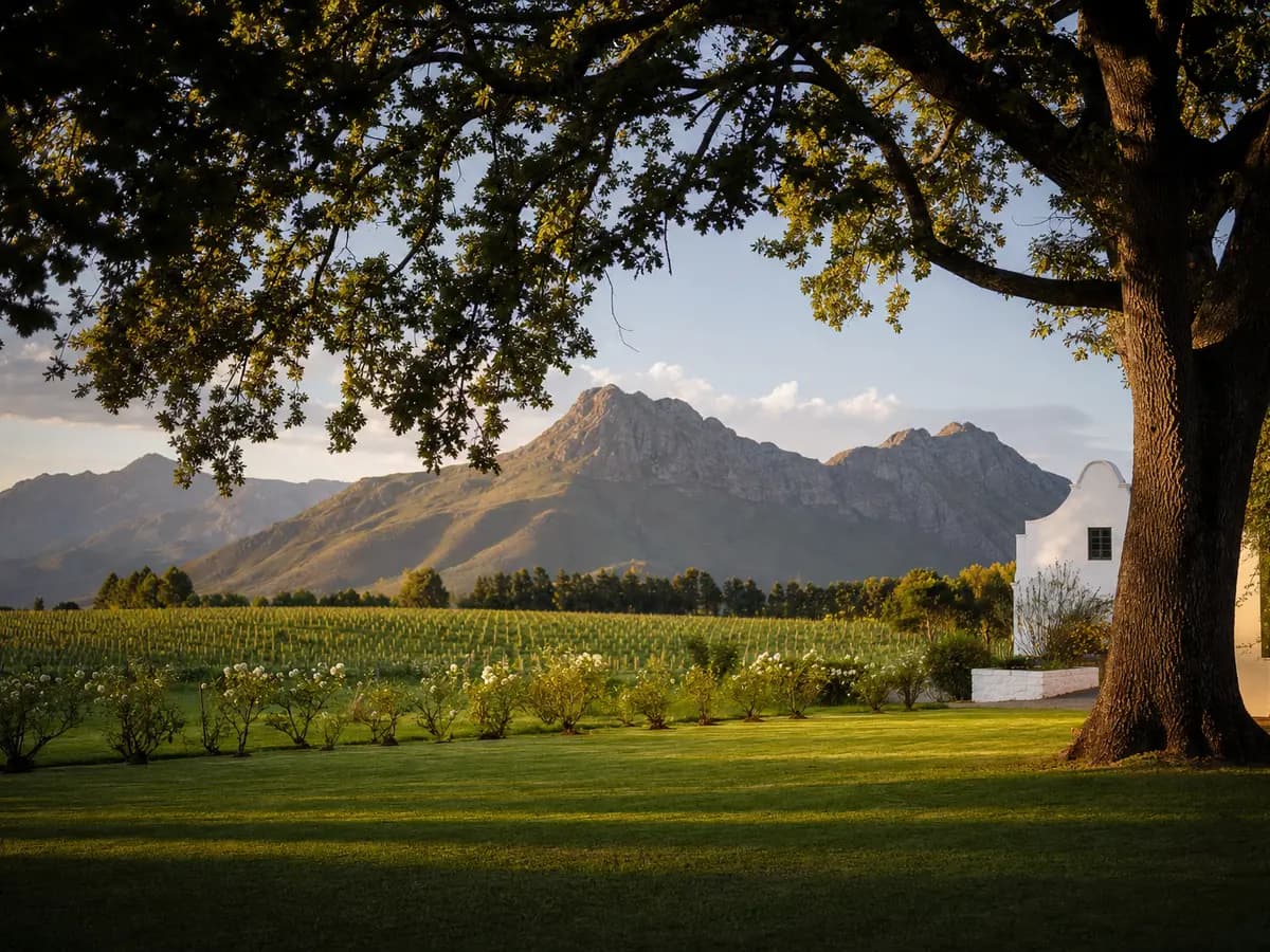 An empty lawn beneath an old oak on a Cape Winelands property, mountains holding the last light of the day
