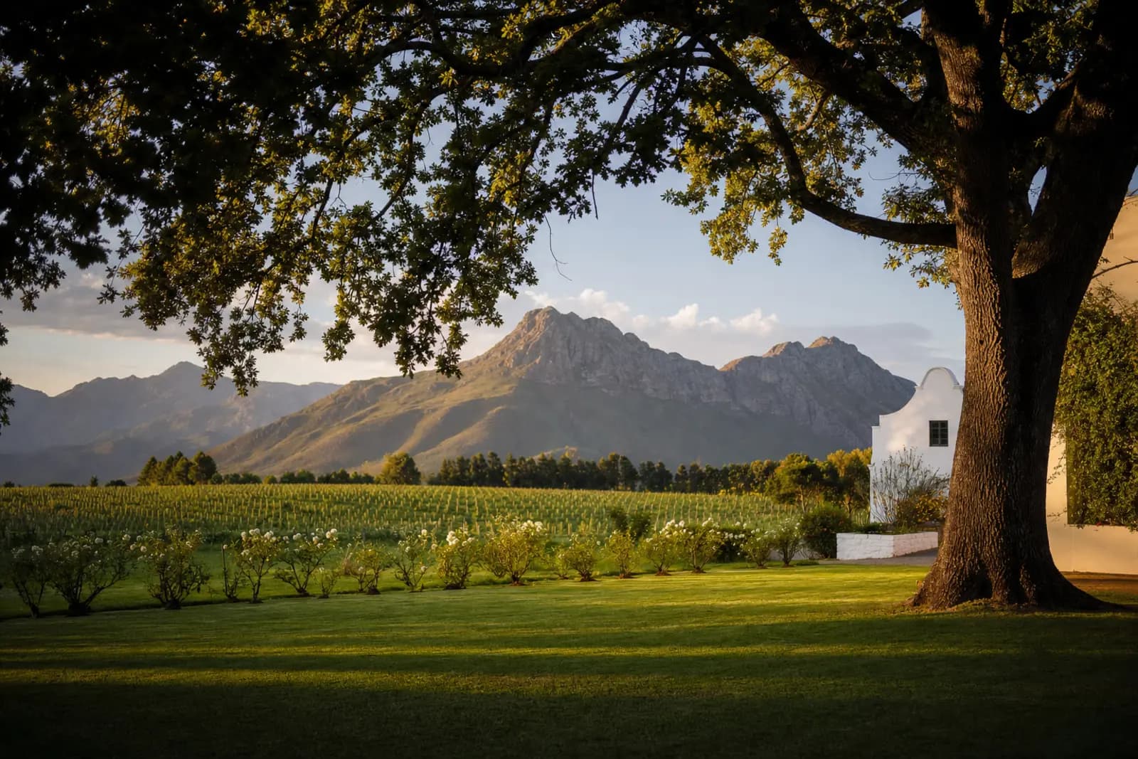 An empty lawn beneath an old oak on a Cape Winelands property, mountains holding the last light of the day