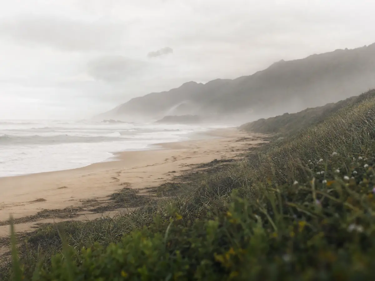 Morning mist through indigenous forest canopy near the Garden Route coast