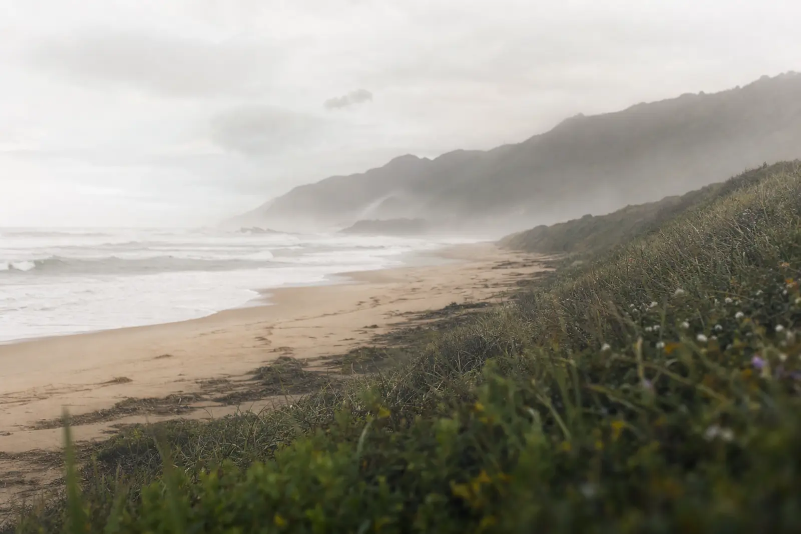 Morning mist through indigenous forest canopy near the Garden Route coast