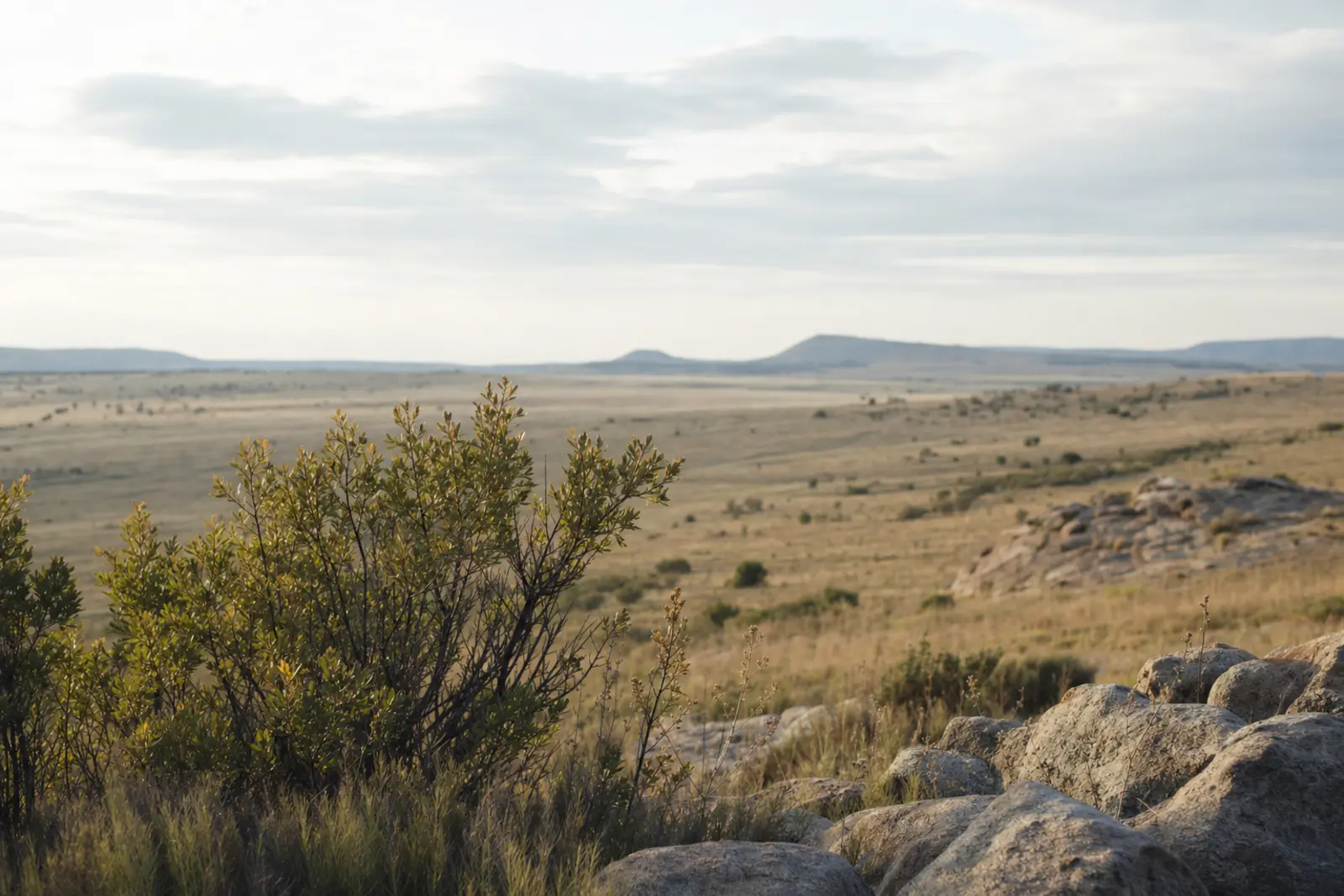 A South African landscape shown across four small panels suggesting different regional weather without a specific season