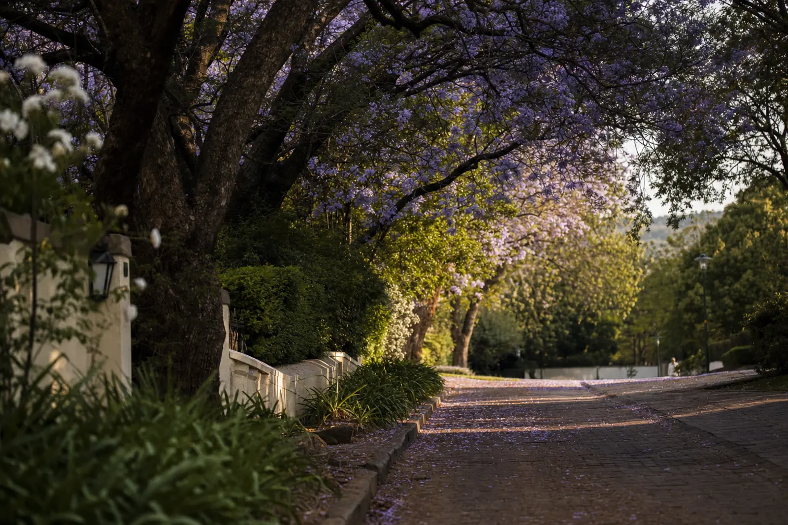 Jacaranda blossom over a quiet street in a Pretoria suburb