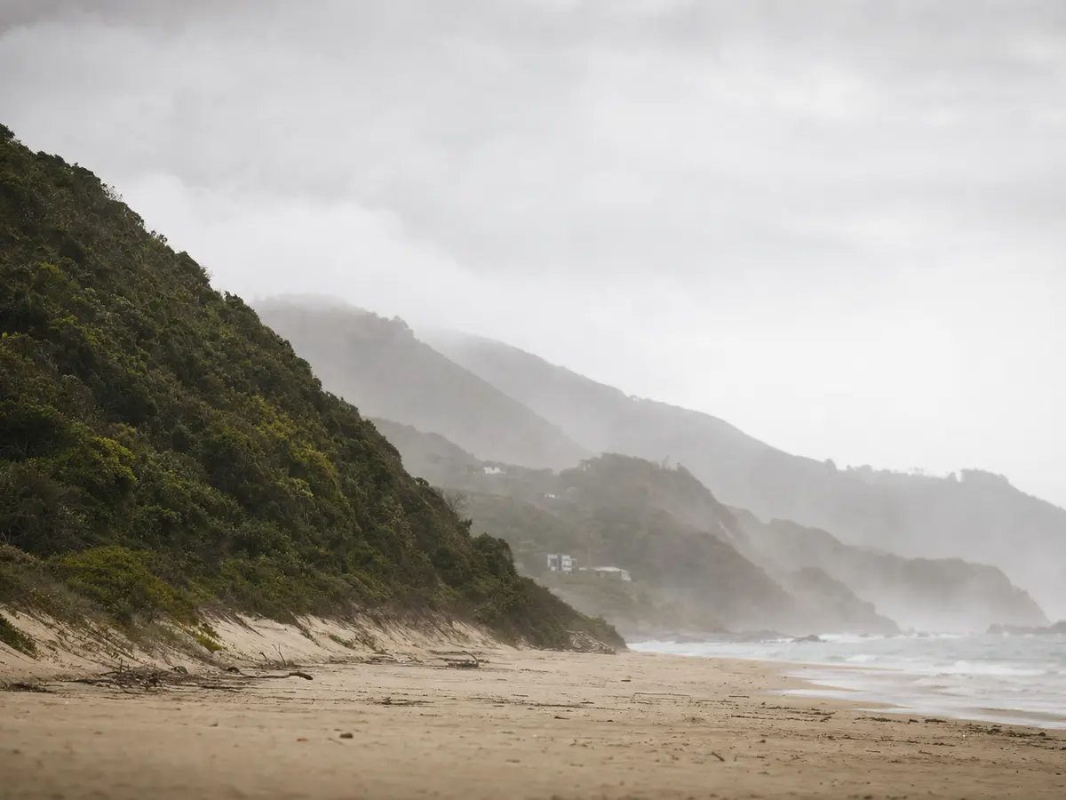 Mist over the forest canopy near the Garden Route coastline