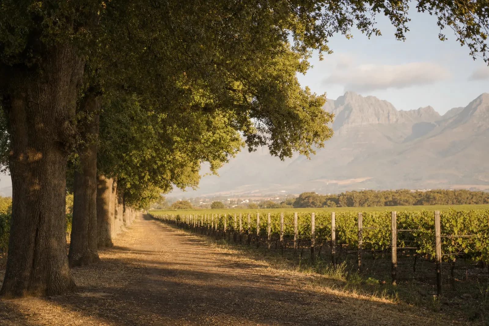 Rows of vines under an oak-lined avenue in the Cape Winelands, late afternoon, no people
